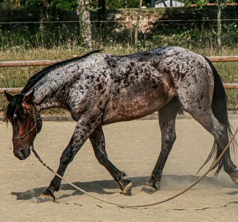 Pretty Horses Appaloosa, Mustang Stallion, Mule Horse, Bay Roan Horse, Roan Horse, Wild Mustang Horses, Mustangs Horse, Mustang Makeover, Red Roan Horse