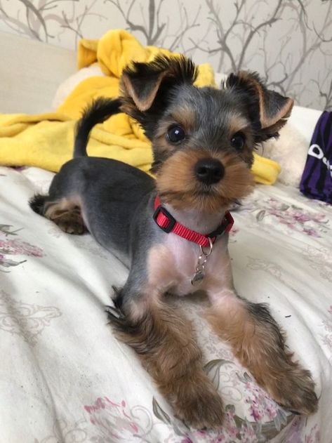 Yorkie Puppy Cut, Mutt Puppies, Yorkie Cuts, Puppy Haircut, Yorkie Haircuts, Dog Grooming Styles, Mutt Dog, Dog Grooming Shop, Dog Grooming Tips