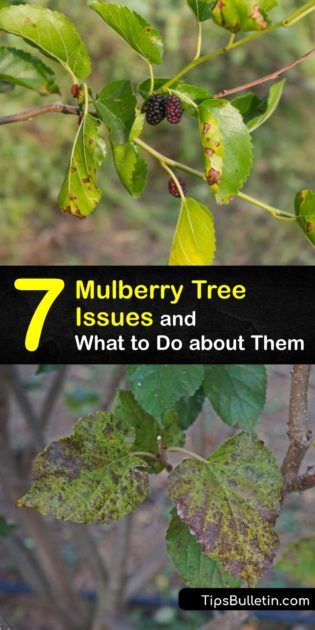 Mulberry Tree Problems - Diseases that Damage Mulberry Trees White Mulberry Tree, Weeping Mulberry Tree, Mulberry Benefits, Plant Deficiencies, Survival Knowledge, Mulberry Plant, Gardening Knowledge, Mulberry Trees, Mulberry Recipes