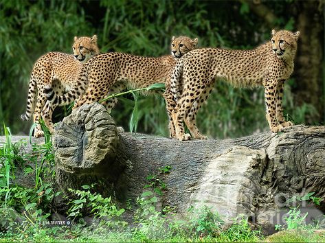 St Louis Zoo, Cheetahs, Trotter, Saint Louis, St Louis, Wall Art Home, Art Home Decor, Art Home, Greeting Cards