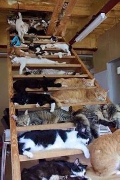 CoolCat TreeHouse Gatos Cool, Lots Of Cats, Cat Boarding, Cute Cats And Kittens, Cats Meow, Pretty Cats, Crazy Cat Lady, Beautiful Cats, Cat Life