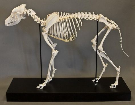 articulated dog skeleton from skulls unlimited... this is what ... Dog Skeletal Anatomy, Canine Skeleton, Wolf Skeleton, Skeleton Dog, Animal Skeleton, Skull Dog, European Mount, Dog Skull, Skeleton Anatomy