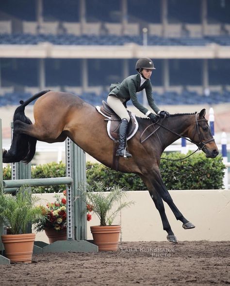 Hunter Jumper Aesthetic, Horse Hunter Jumper, Hunter Jumping, English Horses, Hunter Jumper Horses, Hunter Horse, Horsey Life, Warmblood Horses, Show Jumping Horses