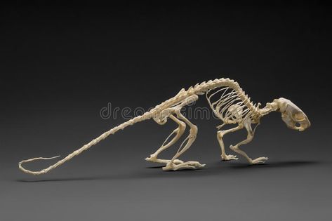 Rat Reference Photo, Siblings Reference, Mouse Anatomy, Rat Anatomy, Rat Skeleton, Mouse Skeleton, Puppet Inspiration, Night Wing, Disney Princess Books