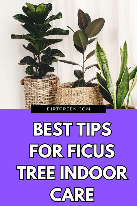 Find the best care tips for keeping your indoor Ficus tree lush and vibrant. #FicusTips #IndoorPlantCare #GreenLiving Ficus Indoor Plant, Indoor Ficus Tree, Ficus Tree Indoor, Creeping Fig, Tree Indoor, Ficus Tree, Rubber Plant, Indoor Plant Care, Neem Oil