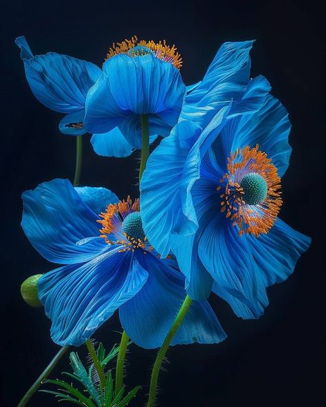 Floral Serenity Himalayan Blue Poppy, Shaded Garden, Blue Poppy, Dream House Interior, Water Flowers, Green Foliage, Ethereal Beauty, Flower Beauty, Shade Garden