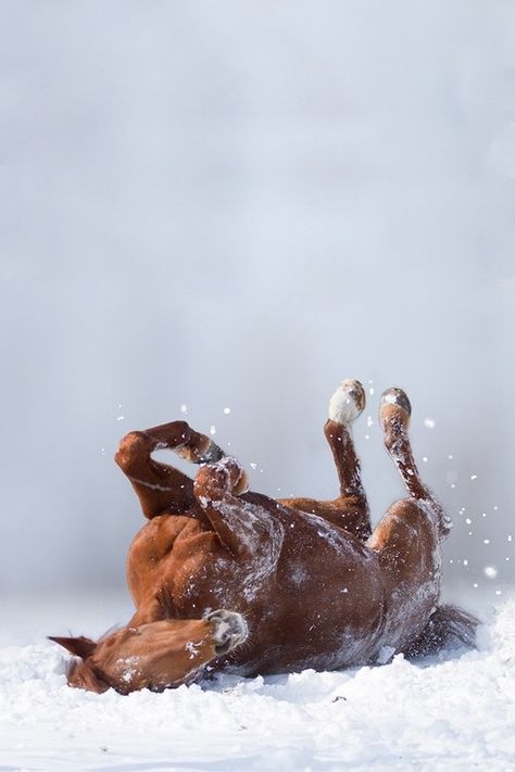 Horses In Snow, Beautiful Horse Pictures, Horse Aesthetic, Work Horses, Majestic Horse, Brown Horse, All The Pretty Horses, Cute Horses, Horse Photos