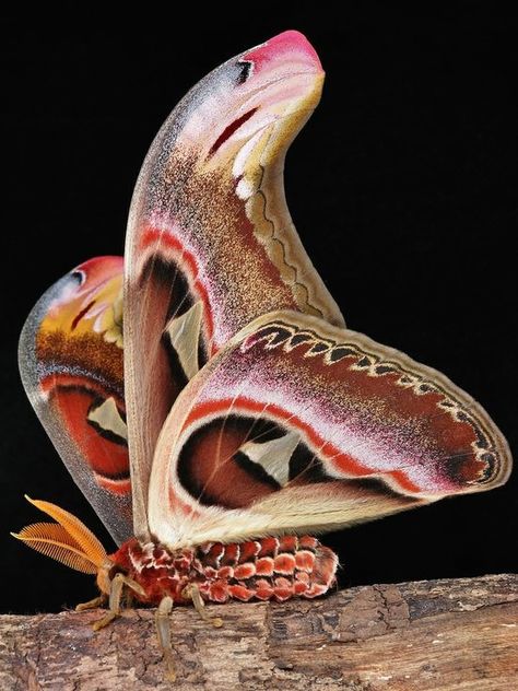 Attacus Atlas, Wings Folded, Regard Animal, Moth Species, Colorful Moths, Cute Moth, Atlas Moth, Cool Insects, Beautiful Butterfly Photography