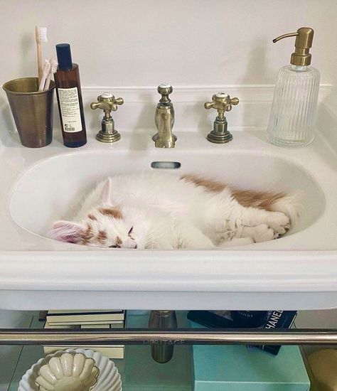 We love these snaps of @thehandlerhouse’s kitten enjoying a cat nap in their Heritage basin 😻 Cat Shampoo, Cat Skin, Skin Allergies, Photoshoot Concept, Cat Nap, Allergies, Sunscreen, Bathrooms, Kittens