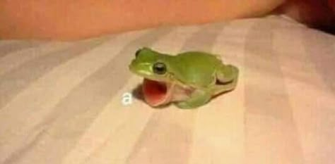 Frog says "A" | A (Alphabet) | Know Your Meme Frog House, Frog Frog, Frog Pictures, Green Frog, A Frog, Cute Frogs, Cute Memes, Reaction Images, Reaction Memes