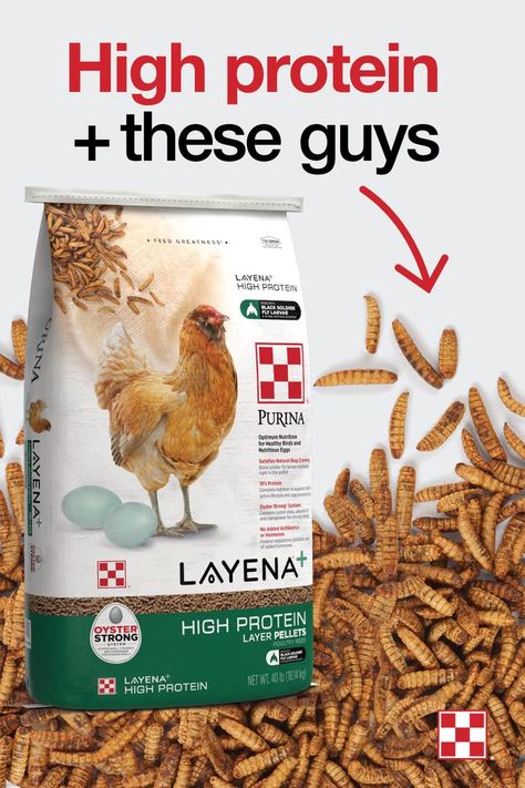 Purina® Layena®+ High Protein is a balanced and complete layer feed that provides 19% protein to support your hens’ active lifestyle and egg production. Each pellet contains black soldier fly larvae, grains and other protein sources. Plus, we included our exclusive Oyster Strong® System, a unique blend of oyster shell, vitamin D, and manganese required for strong shells and healthy hens. You can feel good knowing your hens are getting a taste of the good stuff in every bite. Black Soldier Fly Larvae, Layer Feed, Poultry Business, Poultry Breeds, Chicken Feeder Diy, Meal Worms, Poultry Feeders, Agriculture Business, Black Soldier Fly