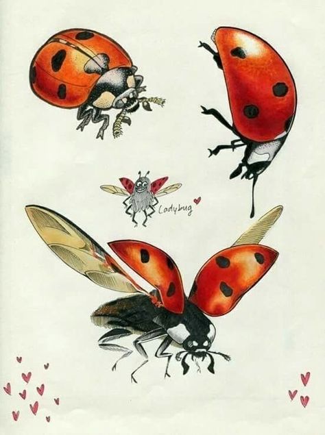 Sketch Realistic, Ladybug Drawing, Fly Drawing, Bee Artwork, Lady Bug Tattoo, Butterfly Art Painting, Ladybug Art, Textile Art Embroidery, Bug Art