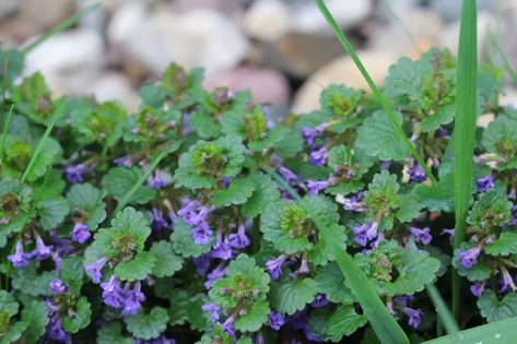 Why I Love Creeping Charlie… Creeping Charlie, Ground Ivy, Edible Wild Plants, Weeds In Lawn, Container Gardening Flowers, Natural Healing Remedies, Wild Edibles, Herbs For Health, Ground Cover Plants