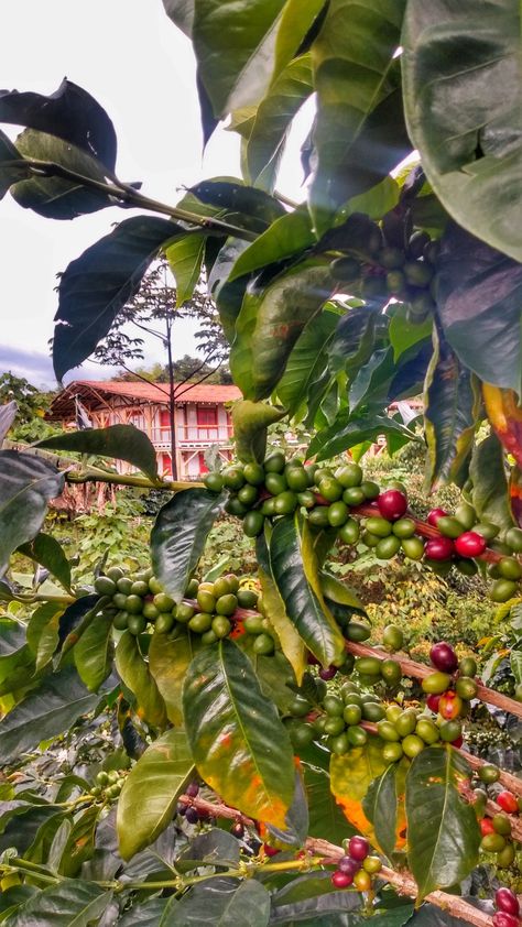 Colombian Art, Colombian Coffee, Coffee Farm, Beautiful Flowers Garden, Latin American, Coffee Travel, Country Life, Farm Life, Botanical Art