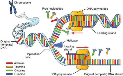 Gene mutations types, causes, examples & Regulation of Gene Expression Dna E Rna, Dna Polymerase, Dna Replication, Dna Molecule, Biology Classroom, Ap Biology, Nucleic Acid, Biology Lessons, Teaching Biology