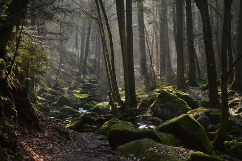 .  .  .  .  #blackforestgermany #snowwhite Forests Aesthetic, Dark Forests, Fantasy Nature, Black Forest Germany, Forest Drawing, Forest Background, Forest Illustration, Mystical Forest, Forest Garden