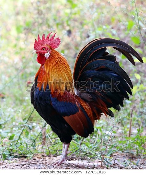 Tattoos Pets, Rooster Paintings, Pet Tattoo Ideas, Rooster Images, Chicken Coloring, Pet Drawing, Rooster Painting, Beautiful Chickens, Chicken Painting