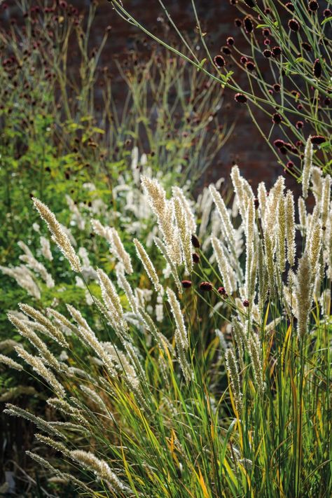 Melica ciliata. Crocosmia Lucifer, Perennial Grasses, Planting Design, Backyard Garden Landscape, Best Perennials, Lilac Roses, Thistle Flower, Tree Nursery, Hardy Perennials