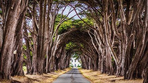 Point Reyes Cypress Tree Tunnel, Inverness, CA - California Beaches Cypress Tree Tunnel, Tomales Bay, Monterey Cypress, Point Reyes National Seashore, Tree Tunnel, California Beaches, Pretty Trees, Point Reyes, My Bucket List