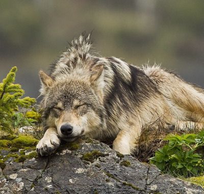 Vancouver Island Wolf (Canis lupus crassodon) in British Columbia. Photo by Ian McAllister Sleeping Wolf, Wolf Poses, Wolf Images, African Wild Dog, Wolf Photos, Wolf Spirit Animal, Wolf Love, She Wolf, Howl At The Moon