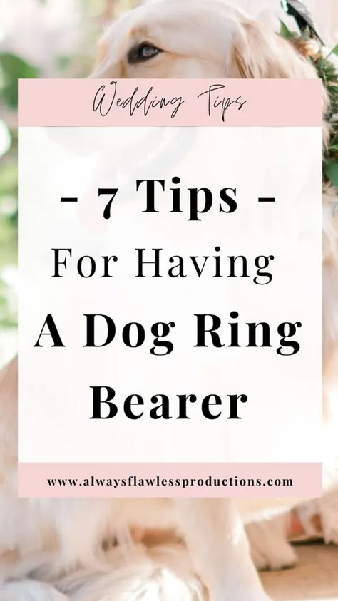 Dogs Ring Bearer, Dog Ring Bearer Outfit, Dog Ring Barer, Wedding Dogs Ideas, Dog As Ring Bearer Ideas, Puppy Ring Bearer, Dogs As Ring Bearers, Dog Flower Girl And Ring Bearer, Doggie Ring Bearer