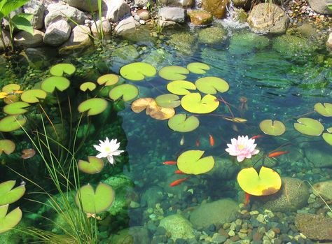 Koi pod with lily pads Lily Pads Reference, Lily Pad Pond Aesthetic, Environment Pictures Nature, Pond Lily Pads, Lilypad Pixel Art, Lily Pad Aesthetic, Lilypad Aesthetic, Lily Pads Aesthetic, Pond Reference