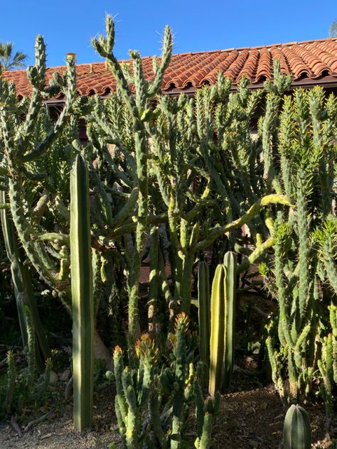 Cactus Ojai California nature desert inspiration moodboard Ojai California Aesthetic, Ojai Aesthetic, California Aesthetic, Ojai California, Beautiful Nature, San Diego, Vision Board, Cactus, United States