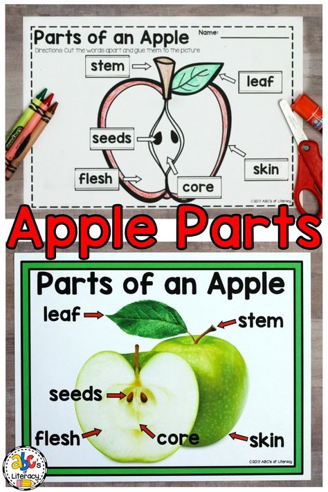 Parts Of An Apple Preschool, Apple Worksheet, Parts Of An Apple, Apple Printable, Speech Worksheets, Preschool Apple Activities, Preschool Apple Theme, Apple Kindergarten, Apple Lessons