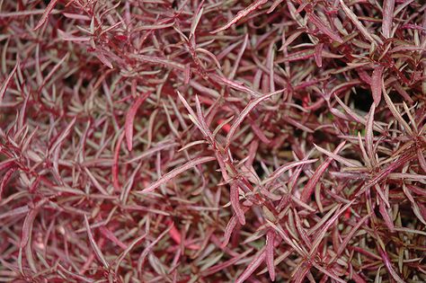 Red Threads Alternanthera (Alternanthera ficoidea 'Red Threads'), may or may not be a good terrarium plant, height 8", will grow in partial shade, likes evenly moist soil Alternanthera Ficoidea, Best Terrarium Plants, Free Landscape Design, Wheaton Illinois, Joseph's Coat, Easy Care Houseplants, Terrarium Plant, Josephs Coat, Ground Covers