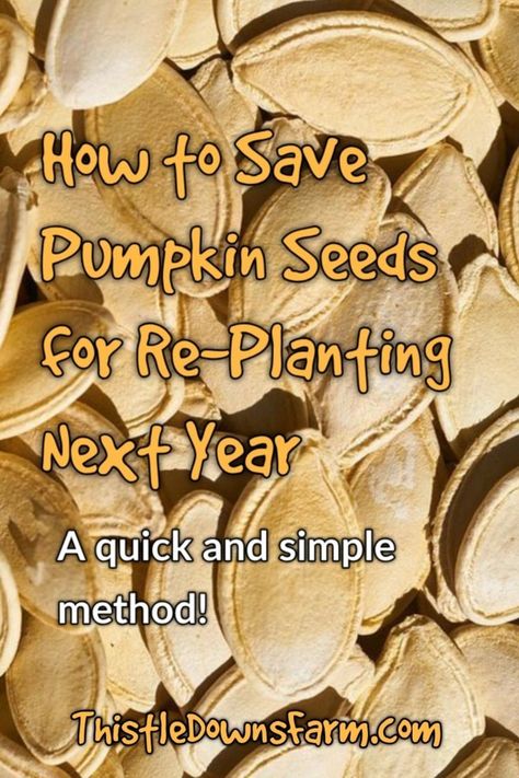 Saving Pumpkin Seeds, Saving Seeds From Vegetables, Grow Pumpkins From Seeds, Planting Pumpkin Seeds, Saving Seeds, Seed Recipes, Planting Pumpkins, Pumpkin Seed Recipes, Pumpkin Garden