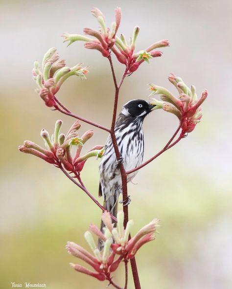 Tania Meuzelaar on Instagram: “New Holland Honeyeater, enjoying a kangaroo paw. Albany Western Australia” Australian Kangaroo Paw Painting, Kangaroo Paw Illustration, Australian Flora And Fauna, Kangaroo Photography, Australian Illustration, Kangaroo Paw Plant, Sgraffito Ideas, New Holland Honeyeater, Albany Western Australia