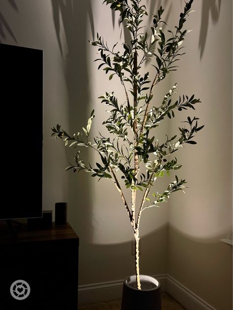 There is a faux olive tree in a modern cement planter with a battery operated accent light shining up. This warm glow is an easy way to create a luxurious atmosphere in your interior design. Olive Tree Lighting, Indoor Tree Lighting, Tree With Lights Indoor, Olive Tree With Lights, Indoor Plant Lighting Ideas, Accent Lighting Ideas, Closet Plants, Olive Tree Indoor, Tree Spotlight