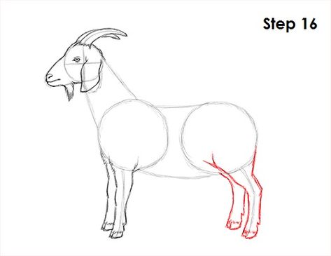 How to Draw a Goat Draw A Goat, Goat Drawing, Miniature Goats, Animal Tutorial, Goat Art, Popular Cartoons, A Goat, Basic Drawing, Gesture Drawing