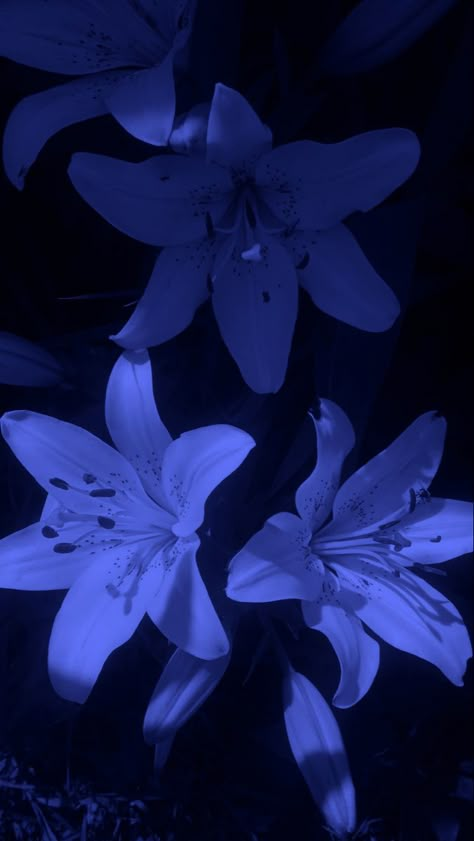 Midnight Phone Wallpaper, Indigo Flowers Aesthetic, Corn Flower Blue Aesthetic, Cool Blue Wallpaper Iphone, Dark Cybercore Room, Blue Plant Aesthetic, Blue Flowers Wallpaper Iphone, Tablet Wallpaper Aesthetic Landscape, Dark Blue Wallpapers Aesthetic