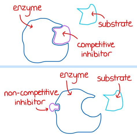 Biology Basics, Enzymes Biology, Biology Teaching, Biochemistry Notes, Biology Revision, Ipad Notes, A Level Biology, Dentistry Student, Biology Facts