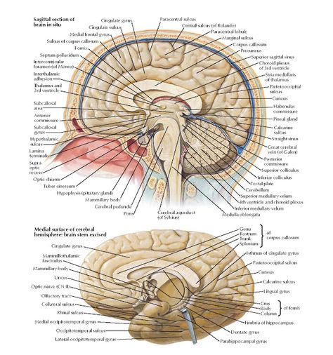 Brain: Medial Views  Anatomy   Cingulate gyrus , Cingulate sulcus , Medial frontal gyrus , Sulcus of corpus callosum , Fornix , Septum pe... Choroid Plexus, Medulla Oblongata, Medical Assistant Student, Corpus Callosum, Brain Surgeon, Optic Nerve, Biology Labs, Brain Facts, Brain Anatomy