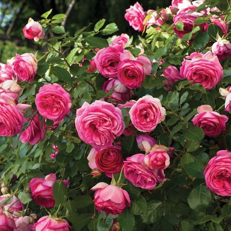 Pretty In Pink Eden® is a beautiful climbing rose! It has tons of petals and is super fragrant. Eden Climbing Rose, Epsom Salt For Roses, Rose Fertilizer, Roses Photography, Eden Rose, Fragrant Roses, Rose Plant, Climbing Rose, Types Of Roses