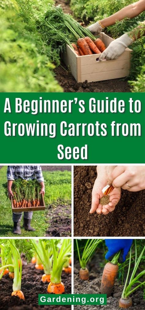 Carrots can be confounding, but once you sort out the few things that make growing carrots tricky, you'll be well on your way to a great harvest. Harvesting Carrots When To, Container Carrots How To Grow, How To Harvest Carrot Seeds, Carrots In Garden, Carrots Garden How To Grow, Best Way To Plant Carrot Seeds, How To Grow Carrots In A Pot, Planting Carrots In Fall, Growing Carrots In Buckets