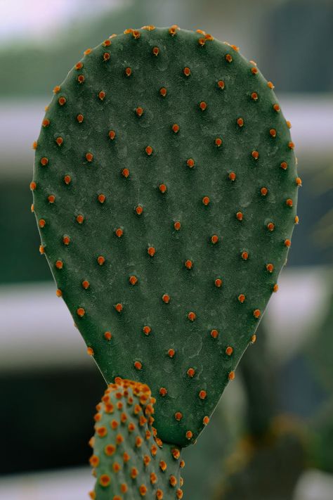 1,000+ Best Prickly Pear Photos · 100% Free Download · Pexels Stock Photos Thorny Plants, Prickly Pear Flowers, Decoration Plants, Point Art, Strange Flowers, Pear Cactus, Instagram Creative Ideas, Prickly Pear Cactus, Board Decoration