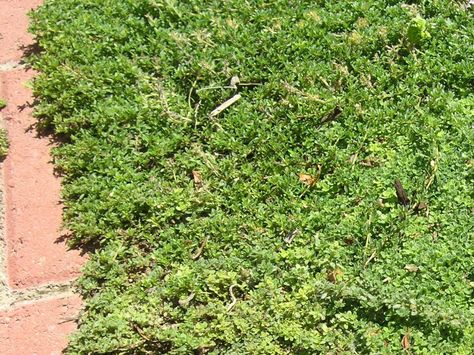 Elfin Thyme Elfin Thyme, Waterwise Landscaping, Thymus Serpyllum, West Jordan Utah, Garden Park, Water Wise, Spring Blooms, Water Conservation, New Growth