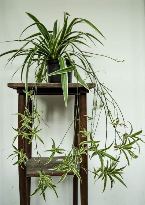 Spider Plant design | Spider plant home indoor | spider plant courtyard ideas Starry Flowers, Chlorophytum Comosum, Courtyard Ideas, Orange Rooms, Mosquito Coil, Plant Home, Spider Plant, Low Light Plants, Bathroom Plants