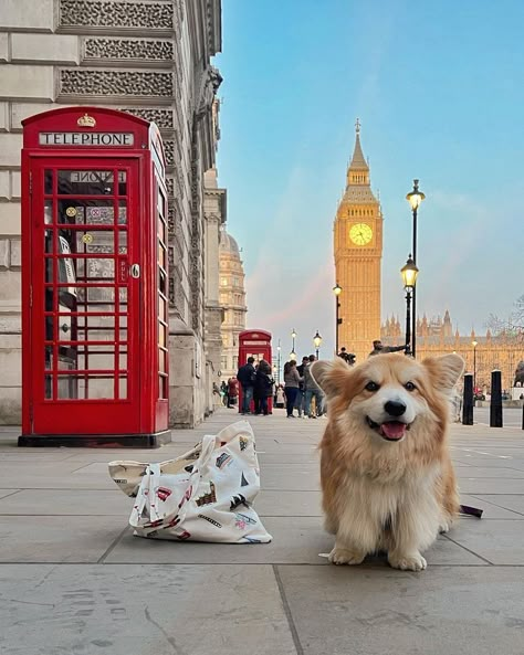 Marcel Le Corgi | London UK | Travel Food Lifestyle on Instagram: “ᵃᵈ Now that I’ve been reunited with my crown jewels 😉… I’m leaving the palace to emBARK on a royal tour of London, courtesy of…” Royal Corgi, Cute Doge, Future London, Beauty Of The Beast, Future Mood, London Girl, Corgi Dogs, Very Cute Dogs, London Food