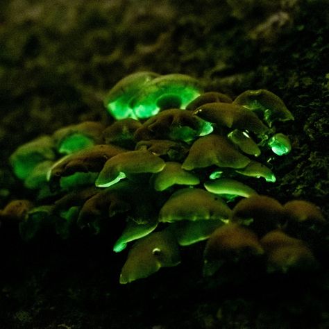 Luminescent Panellus (Panellus stipticus) from Saunderstown, Saunderstown, RI, US on October 10, 2020 at 09:35 PM by szlats · iNaturalist Luminescent Mushroom, Fungi Aesthetic, Sophie Lark, October 10, Feelings And Emotions, Mother Nature, Nature Photography, Stuffed Mushrooms, Interior Design