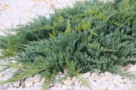 Juniperus horizontalis 'Blue Chip' (Creeping Juniper) Creeping Juniper, Juniperus Horizontalis, Conifer Garden, Colorado Garden, Alpine Plants, Planting Shrubs, Front Landscaping, Coastal Gardens, Garden Animals