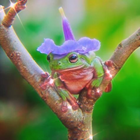 Flower Hat, A Frog, Flower Hats, Frogs, Cottage, Instagram Photo, Hats, Instagram