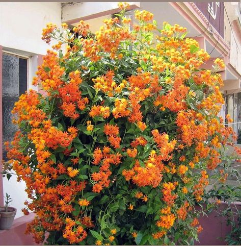 Senecio confusus, mexican flame vine Mexican Flame Vine, Flame Vine, Tropical Greenhouses, Backyard Plants, Lily Bulbs, Garden Vines, Flower Window, Garden Compost, Beautiful Plants