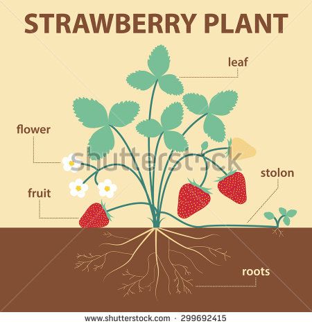 parts of a strawberry plant Asexual Plants, Strawberry Plant, Strawberry Farm, Strawberry Garden, Berry Bushes, Plant Vector, Growing Strawberries, Plant Information, Strawberry Plants