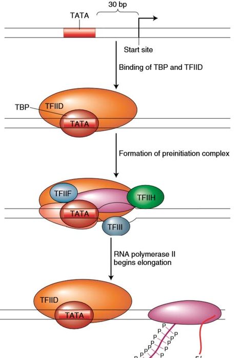 Transcription in Eukaryotes - Study Solutions Rna Polymerase, Dna Replication, Study Biology, Molecular Biology, Flow Chart, Transcription, Biotechnology, Zoology, Biology