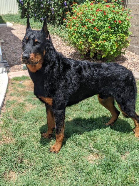 Cocasian Dogs, Rottweiler Doberman Mix Dogs, Dog Photos Funny, Beauceron Dog, Doberman Mix, Smartest Dog Breeds, Celebrity Dogs, Rottweiler Mix, Rare Dogs