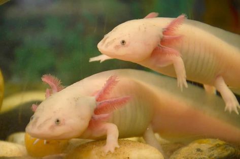 Axolotls tank mates guide ... Leucistic Axolotl, Axolotl Tank, Funny Axolotl, Apple Snail, Cute Axolotl, Water Dragon, Body Organs, Photo Reference, Amphibians